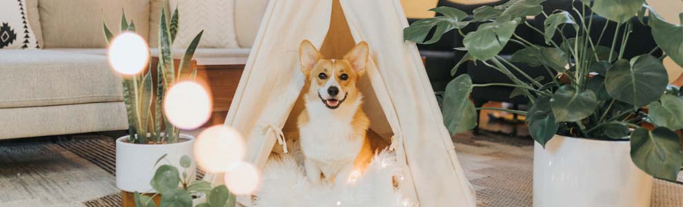A Corgi in a homemade tent