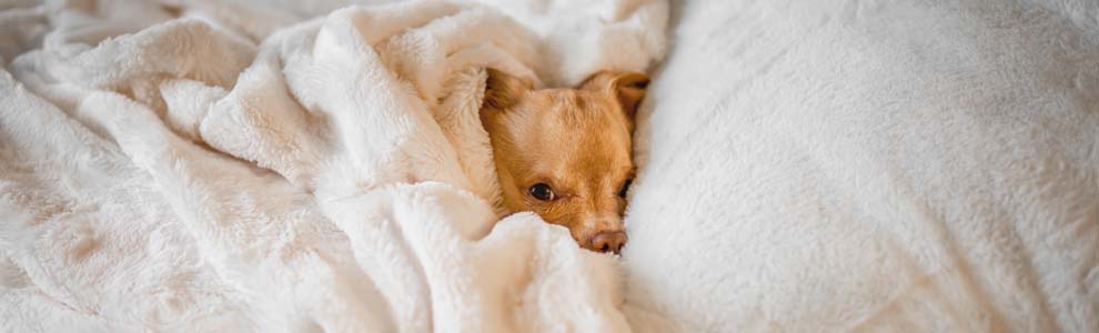 A brown puppy wrapped up in a white fluffy blanket