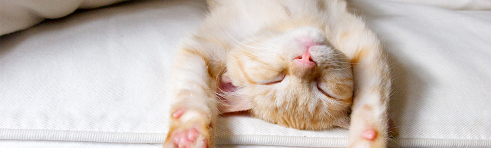 beige and white cat sleeping on its back on a bed with arms stretched overhead