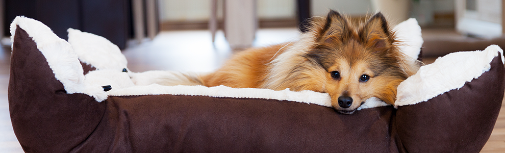 sheltie laying on top of a brown and white dog bed