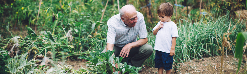 little boy with grandpa in garden looking at plants