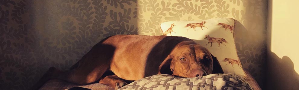 red dog laying on bed with pretty wallpaper on walls in background