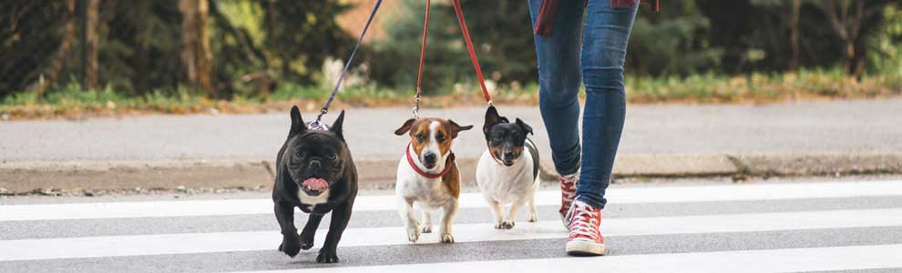 person in red Converse sneakers walking three dogs