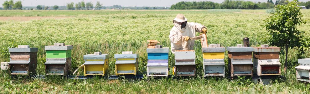 A beekeeper with his bee hives