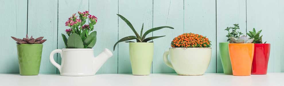 potted plants lined up with mint background