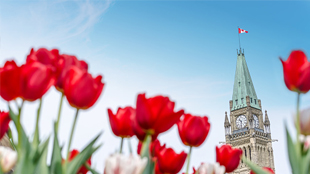 The Ottawa Tulip Festival, the largest in the world, celebrates its 50th anniversary.